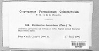 Cortinarius decumbens image